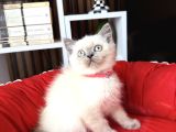 Safkan British Shorthair Bluepoint Yavrular