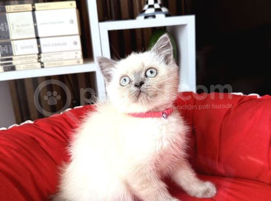 Safkan British Shorthair Bluepoint Yavrular görsel