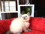 Safkan British Shorthair Bluepoint Yavrular