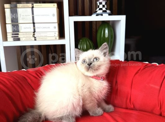 Safkan British Shorthair Bluepoint Yavrular görsel