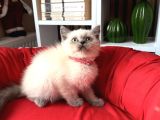 Safkan British Shorthair Bluepoint Yavrular