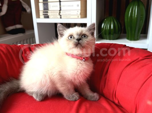 Safkan British Shorthair Bluepoint Yavrular görsel