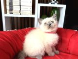 Safkan British Shorthair Bluepoint Yavrular