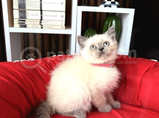 Safkan British Shorthair Bluepoint Yavrular görsel