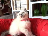 Safkan British Shorthair Bluepoint Yavrular