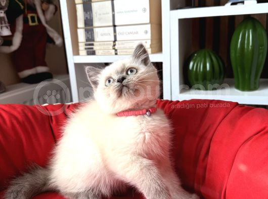 Safkan British Shorthair Bluepoint Yavrular görsel