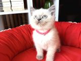 Safkan British Shorthair Bluepoint Yavrular