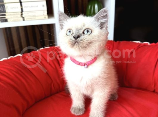 Safkan British Shorthair Bluepoint Yavrular görsel