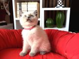 Safkan British Shorthair Bluepoint Yavrular