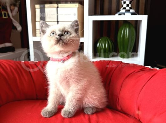 Safkan British Shorthair Bluepoint Yavrular görsel