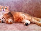 British Shorthair Golden Ny11 erkek