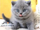 Bebek Surat Gri British Shorthair