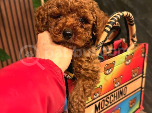 TOY POODLE IRKININ EN İYİSİ