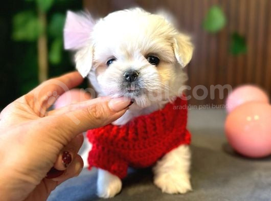 0 Numara Maltese Terri̇er görsel