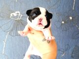Ori̇ji̇nal Fransiz Buldog Bebeler