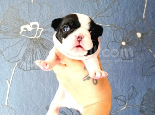 Ori̇ji̇nal Fransiz Buldog Bebeler görsel