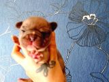 Ori̇ji̇nal Fransiz Buldog Bebeler