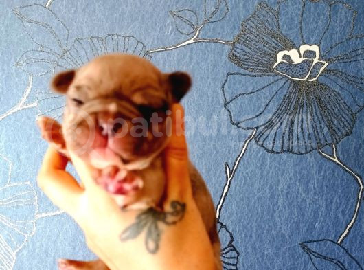 Ori̇ji̇nal Fransiz Buldog Bebeler görsel