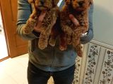 Red Brown Kizil Orji̇nal Toy Poodle Yavrular