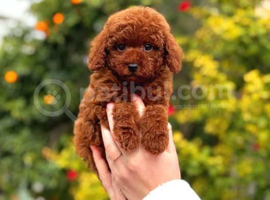 Kore poodle yavrular
