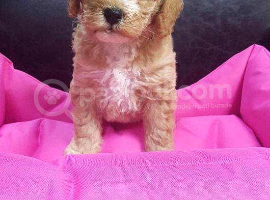 Anne Baba Gerçek Malti̇poo Yavrular