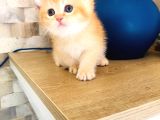 A Kalite Bri̇ti̇sh Shorthai̇r Golden  Yavrular