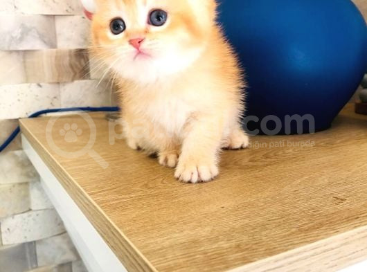A Kalite Bri̇ti̇sh Shorthai̇r Golden  Yavrular görsel