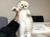 Masmavi̇ Gözlü Mükemmel Kali̇te Scotti̇sh Bebekler