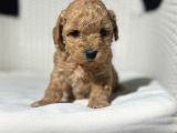 Eğitimli Veteriner Kontrollü Maltipoo Bebeklerimiz