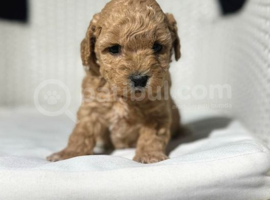 Eğitimli Veteriner Kontrollü Maltipoo Bebeklerimiz görsel