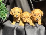 Eğitimli Veteriner Kontrollü Maltipoo Bebeklerimiz