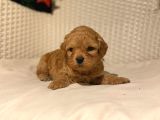 Eğitimli Veteriner Kontrollü Maltipoo Bebeklerimiz