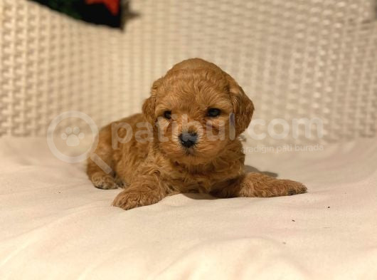 Eğitimli Veteriner Kontrollü Maltipoo Bebeklerimiz görsel