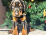 Safkan King Estetikli Doberman Yavrular
