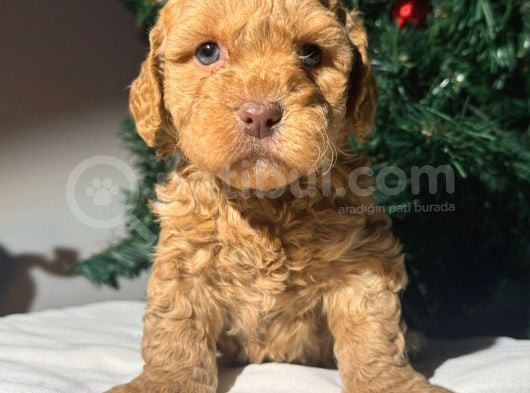 Eğitimli Veteriner Kontrollü Maltipoo Bebeklerimiz