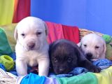 Gerçek A Kali̇te Orji̇nal Labrador Retri̇ever