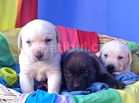 Gerçek A Kali̇te Orji̇nal Labrador Retri̇ever görsel