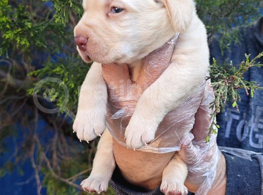 Gerçek A Kali̇te Orji̇nal Labrador Retri̇ever görsel