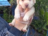 GERÇEK A KALİTE ORJİNAL LABRADOR RETRİEVER