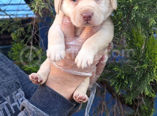 Gerçek A Kali̇te Orji̇nal Labrador Retri̇ever