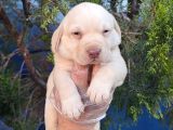 Gerçek A Kali̇te Orji̇nal Labrador Retri̇ever