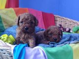 Red Brown Kizil Orji̇nal Toy Poodle Yavrular