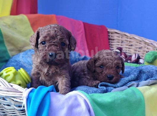 Red Brown Kizil Orji̇nal Toy Poodle Yavrular görsel