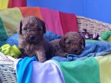 Red Brown Kizil Orji̇nal Toy Poodle Yavrular