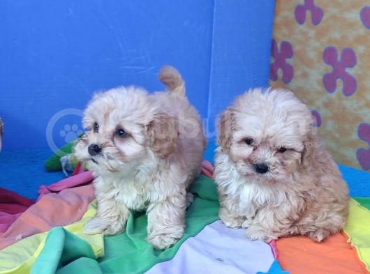 Anne Baba Gerçek Malti̇poo Yavrular görsel