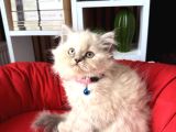 British Longhair Bluepoint