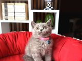 British shorthair blue bebekler