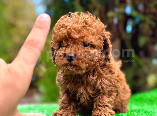 TOY POODLE KILO GARANTİLİ RED BRONW
