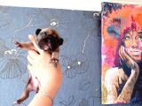 Ori̇ji̇nal Fransiz Buldog Bebeler