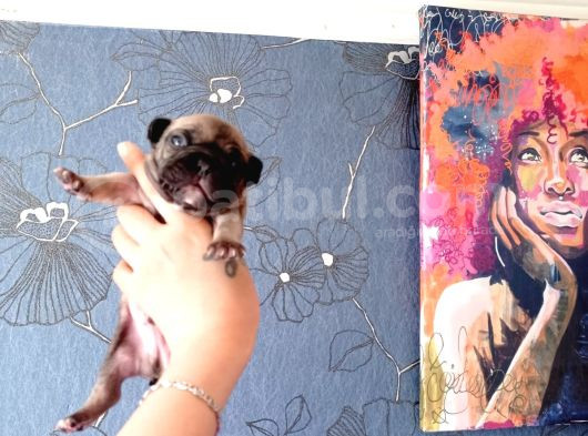 Ori̇ji̇nal Fransiz Buldog Bebeler görsel